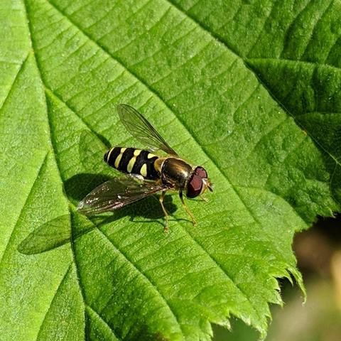 A small hoverfly on a hazel leaf. It has reddish eyes, a bronze thorax, black and yellow abdomen, and sort of golden colored legs.