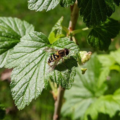 A photo of a hoverfly on a black currant leaf in the sun. It is facing to the right with it's back visible.