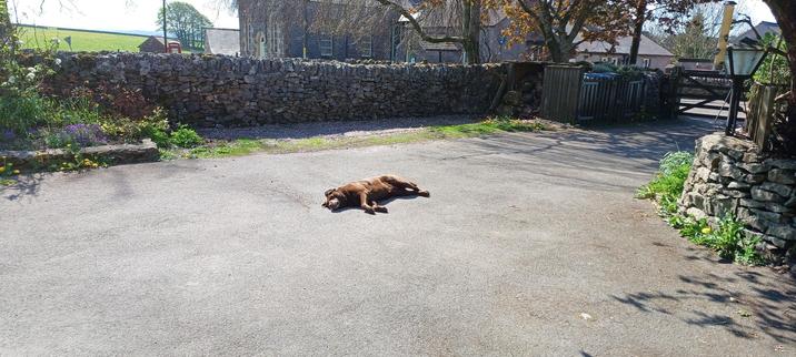 A chocolate labrador laid on her side on a tarmac drive, in the sun.
NB she was moved inside shortly after this photo was taken!