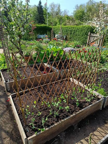 Espalier til ærter