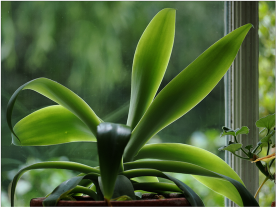 Green plant in front of a window with white frame and out of focus background of bushes and trees.