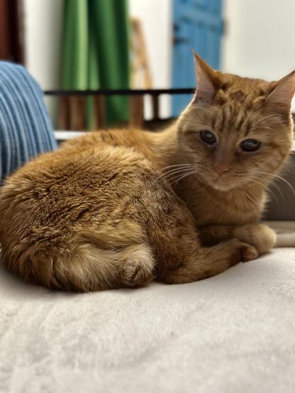 Loki, an orange cat tabby cat, lounging on a cream blanket on a grey sofa. He has turned his head to look at you with a look of gentle love on his face.