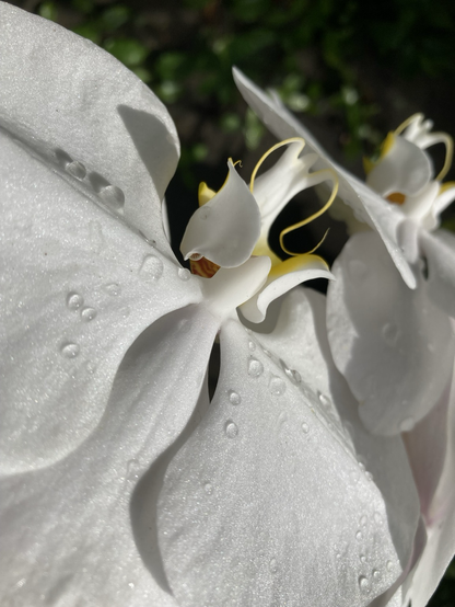 White Orchid  #photography #orchids #flowerreport
