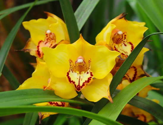 a trio of yellow orchids with pointy petals and spatters of red, plus a white bit at their centers, surrounded by green leaves