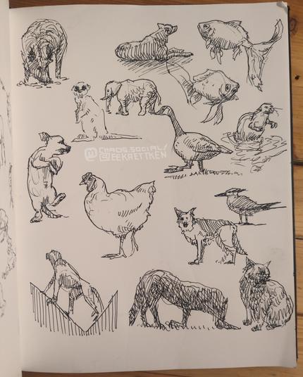 Black Fineliner on paper 

Various sketches of animals