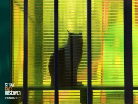 Cat silhouette in the plexiglass window