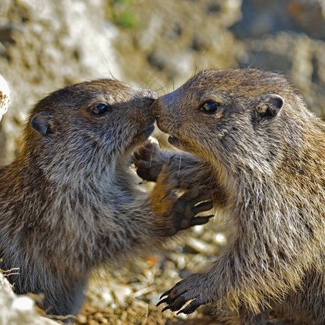 baby marmots touching noses