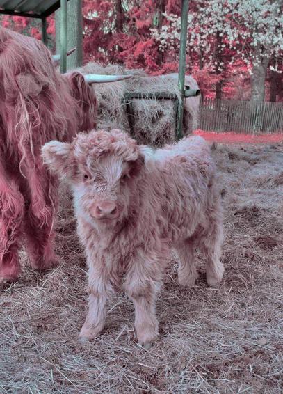 Photo of a Galloway calf standing next to his mother in the straw. There are blooming trees in the background. Everything's rosey pink due to the lowpass IR filter.