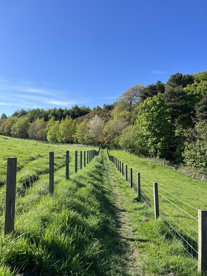 Path on grass between two fences towards woods.