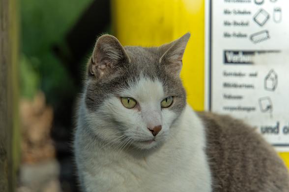 A close-up photo of a white and grey cat, sitting sideways to the camera, looking slightly towards the image right, seemingly focused, or at least aloof with respect to the cameraperson (me). In the background, there is a bright yellow garbage can with a label.
