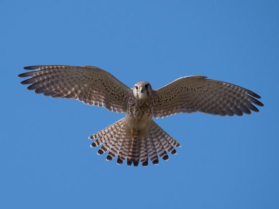 ein fliegender Turmfalke, formatfüllend fotografiert. Seine Schwingen und Schwanzfedern sind weit ausgebreitet, er schaut direkt in Richtung Kamera
A flying kestrel, photographed in full frame. Its wings and tail feathers are spread wide, looking directly toward the camera.