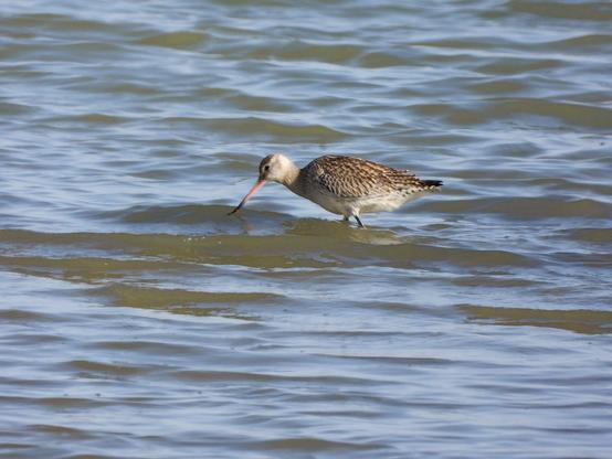 Aguja colipinta buscando comida entre las aguas. Tiene un pico muy largo y puntiagudo de color rosa casi todo menos la punta que es negro. El ave es grande, fundamentalmente blanca salvo las alas que muestran plumas de color marrón y blanco.