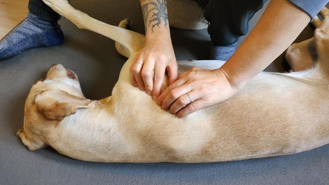 Ein blonder Hund liegt auf einer grauen Matte auf der Seite und sieht schlafend aus. Vor ihm sitzt eine Physiotherapeutin, man sieht die Unterarme und ihre Hände, die die Muskulatur auf dem Schulterblatt massieren.