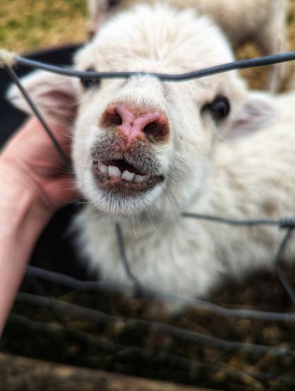 A close-up shot shows the face of a young, fluffy, white sheep, possibly a White Polled Heath or Skudde. The sheep is looking directly at the camera through a metal fence. A hand is visible in the foreground, near the sheep's mouth, which shows small, emerging teeth. Another sheep is partially visible in the blurred background. The overall scene is a charming and slightly humorous portrait of a young farm animal.