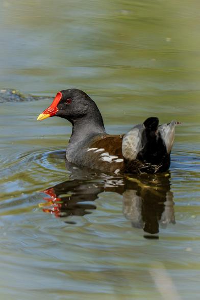 A moorhen swimming away from the viewer, making waves on the green surface of the water. The bird turns its head back to look at the viewer. The red eye and the base of the bill, as well as the individual white feathers on the wings, are the bird's distinguishing features.