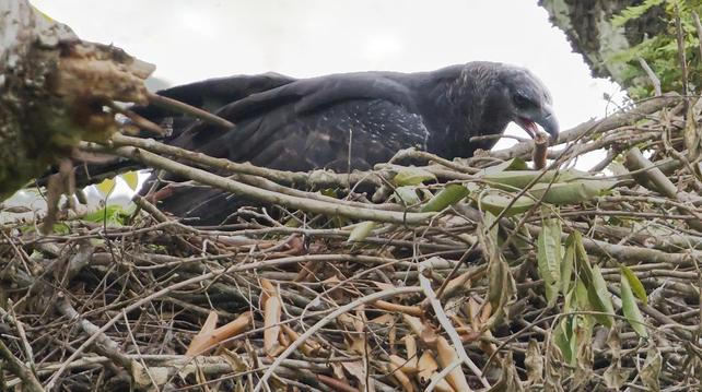 A large dark eagle has grasped a long branch in her beak. This is the Crested Eagle. She tugged the branch out of this spot in the nest and moved it more toward the viewer, leaving the nest looking to the untutored eye exactly as it looked before, but I'm sure there was a method to the madness.  Darien, Panama. April 2025. Photo by Peachfront.