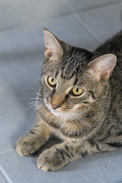 A photo of Mini, a tabby cat, lying on the floor, head up, interestedly looking at something beyond the bottom left of the frame, with mildly perked ears. This was taken looking diagonally down at him, but this shows off his head in a nice diagonal angle (with the focus mostly only on his face), including a nice display of his whiskers.
Notably, his little paws are neatly lying in front of him.