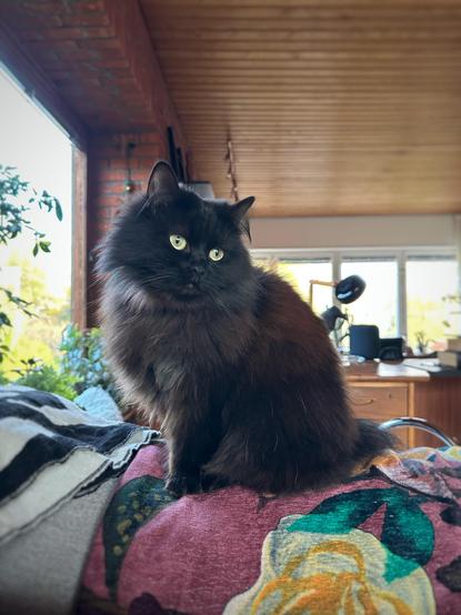 A longhaired black cat sits on a sofa in a living room looking wistfully to the right out of the picture
