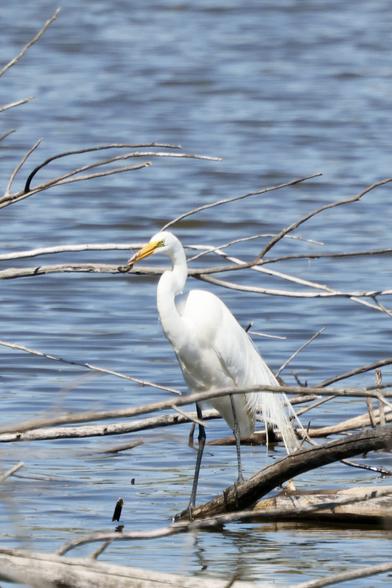 Egret with fish