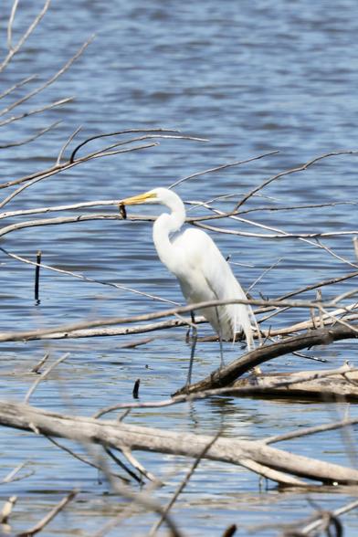 Egret with fish