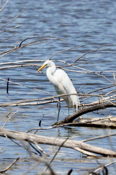 Egret with fish, more securely held