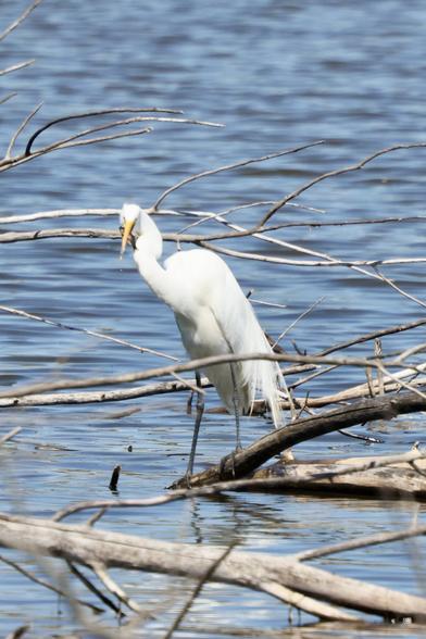 Egret with fish, ready to swallow