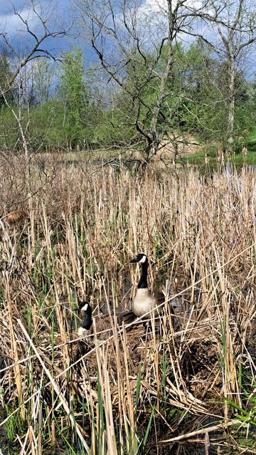 Canada Geese

Photo credit: me, 1 hour ago