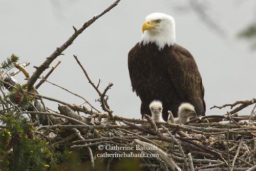 A bald eagle looking over two eaglets in a big nest made of branches and twigs.