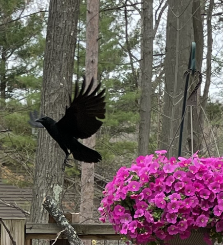 Crow in flight with flowers in a basket.