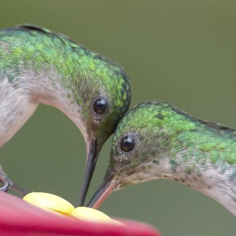 Two mostly glittering green hummingbirds with pale underparts rub heads as they sip from the same feeder. These sweethearts are both female Violet-bellied Hummingbirds. Too cute for words. Canopy Tower, Panama. Photo by Peachfront. April 2025.