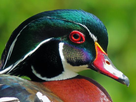 A close up of a wood duck. Multi-colored green-blue, purple and white feathers below the eye. A white superciliary stripe of feathers above the eye. The background is blurred green.