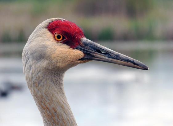 The side profile of a sand hill crane's head.