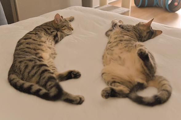 A photo of Ernie and Mini, two tabby cats, lying next to each other on a bed, both of them essentially pointing away from the camera, completely relaxed. The cat on the left is lying on his side, with his head resting on his front left paw, eyes closed. The right one has a more ridiculous pose: his front half is lying sideways as well, with his head resting sideways as well, a bit removed from his paws; meanwhile, his back half is essentially lying facing the ceiling, one hind paw just hanging in the air. Not sure if that is comfortable, but he seemed to be asleep.

(I am not sure who is right and who is left, the identifying marks are hard to see).