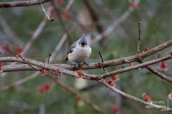 Crest raised, and looking teardrop-shaped as a result, a little songbird peers at us from among young buds on a branch, face-on.