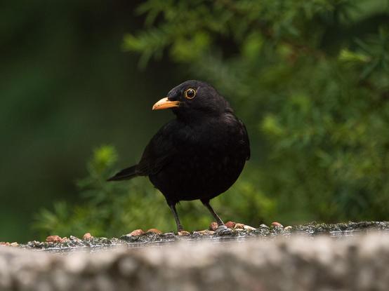 Ein Amselmännchen steht auf einem Brunnenrand. Es hat seinen Kopf nach links gedreht und blickt mit einem Auge in die Kamera. Im Hintergrund unscharfes Grün
A male blackbird stands on the edge of a fountain. It has turned its head to the left and is looking into the camera with one eye. Blurred greenery appears in the background.
