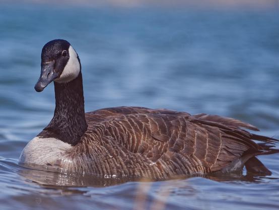 A large brown goose with a black neck and white chinstrap. Canada Goose is almost always larger, longer-necked, and longer-billed than Cackling, although beware there is some overlap between the smallest Canada and largest Cackling