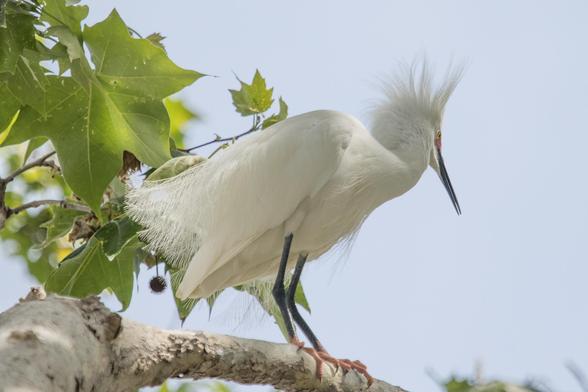 Snowy egret in breeding plumage