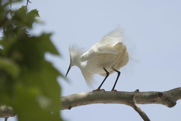 In May, Mountain View is taken over by an invasion of egrets - snowy and great - looking for love. 

This beautiful snowy egret - yellow feet, black beak, and long, flowing feathers atop its head, as a ruff on its neck, and its tail and tummy -- was looking down on us from its perch on a thick white branch that stretches across the bottom of the frame.  Some green leaves behind the bird set off the frilly tail feathers.