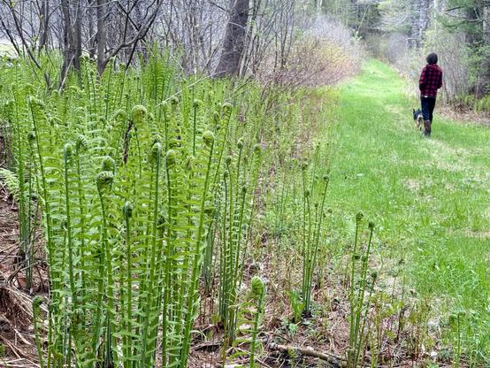 Old Class VI road covered in grasses with young man walking a dog, along the edge, closer to camera is a couple foot tall patch of ferns that are still unwinding and getting taller.