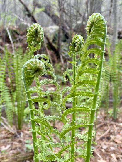 closer view of the ferns unwinding, such a cool mechanism that all of the leaves are in a spiral that unwinds as everything gets bigger and then spreads out.