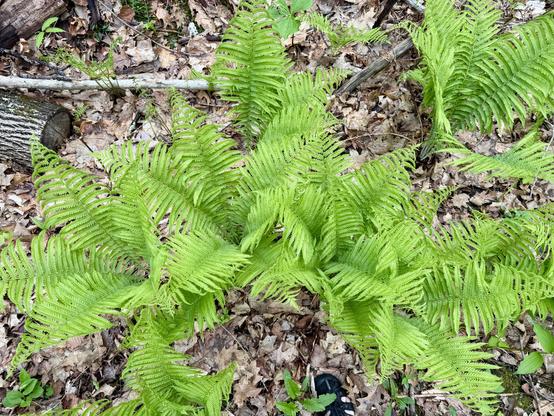 Top view of the ferns, toe of my sandals down in the lower edge for scale. Most of these are completely opened up and now they reach a bit higher and then fan out a bit