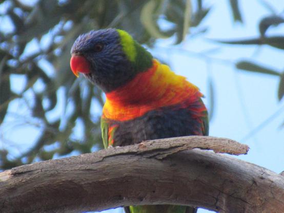 Close up on a rainbow lorikeet bird. Their face is mostly blue