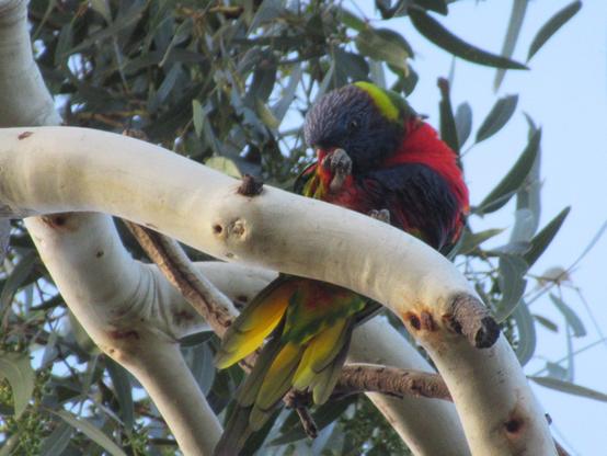 Close up on a rainbow lorikeet bird preening. Their face is mostly blue