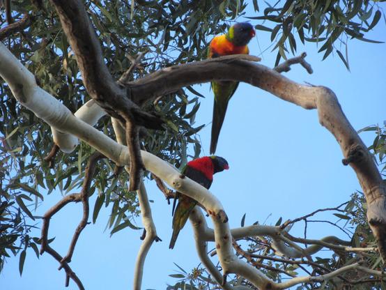 Two rainbow lorikeet birds in a gum tree