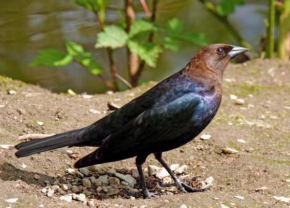 A Brown-headed cowbird looks into the sun. Water and green bramble in the background.