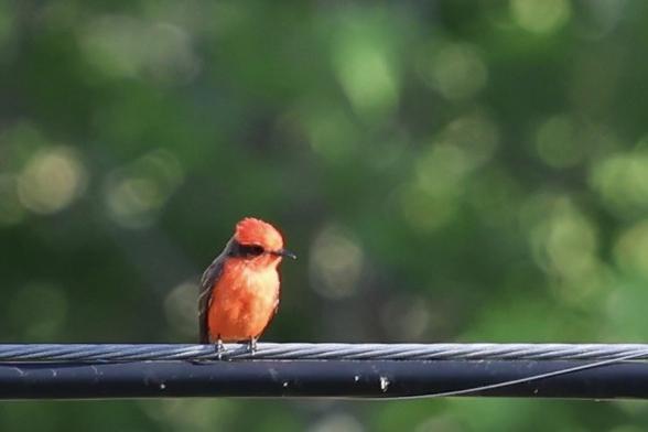 A teeny orange bird with a thin bill, black mask, black eyes, black wings, peers to the right as he perches on a power line showing just how teeny he is.