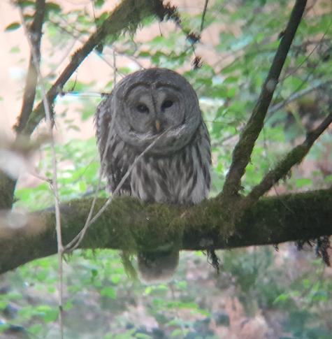 Barred Owl on a horizontal branch, hunched forward with an inquisitive glance.