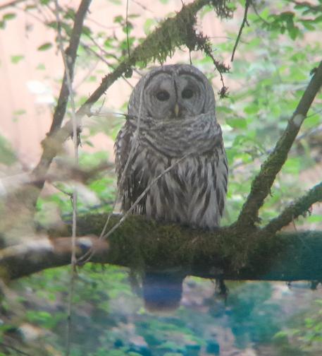 Owl sitting up erect and facing the camera!