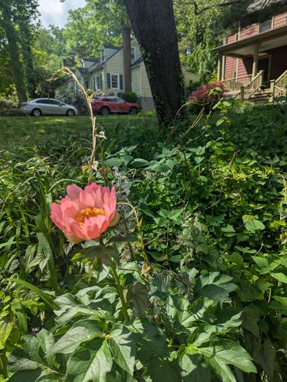 A peony bloom opening as some camassia blooming quite near it begin to wither.