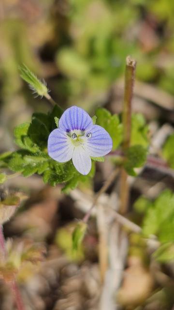 Close-up small blue flower. There are four petals. Three are pale blue-purple with darker stripes of the same color crossing the petal from base to tip. The fourth petal points to the bottom of the view and is similar but paler and more slender. At the base of the "top" petal is a purple stripe crossing the bottom of all the blue-purple stripes. at the connection point of all the petal, the color changes to yellow. Arising from the center are two reproductive strands with dark pollen at the tips. The rest of the background is blurry and consists of green jagged leaves and brown shapes.